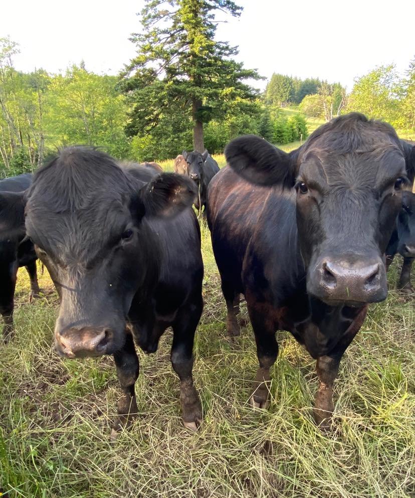 Two black cows standing close together in a grassy field, surrounded by trees and greenery, with a soft sunlight illuminating the scene.