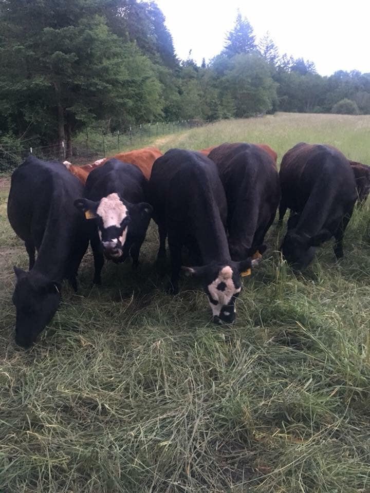 Herd of cows grazing in a lush green field surrounded by trees, showcasing a mix of black and brown coats with some distinctive markings.